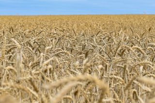 Les grands partis sont ouverts à l'autorisation des plantes cultivées avec de nouvelles méthodes. (Image symbolique) Keystone/DPA/PATRICK PLEUL